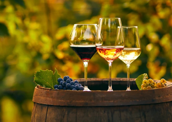 Vinocultura